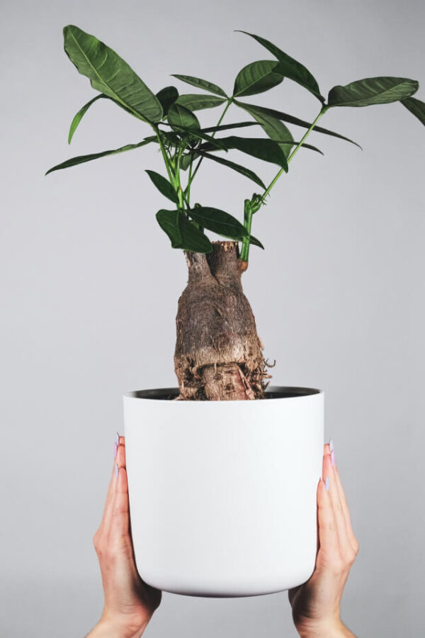 BASICO - Image 4